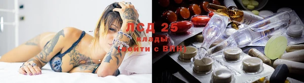 прущие грибы Богородск