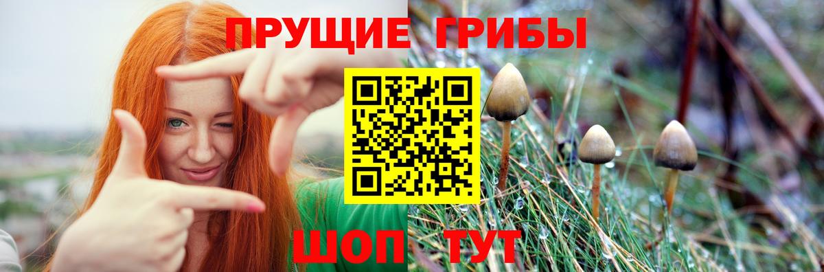 Псилоцибиновые грибы Psilocybe  Вход с VPN  Верхняя Пышма 